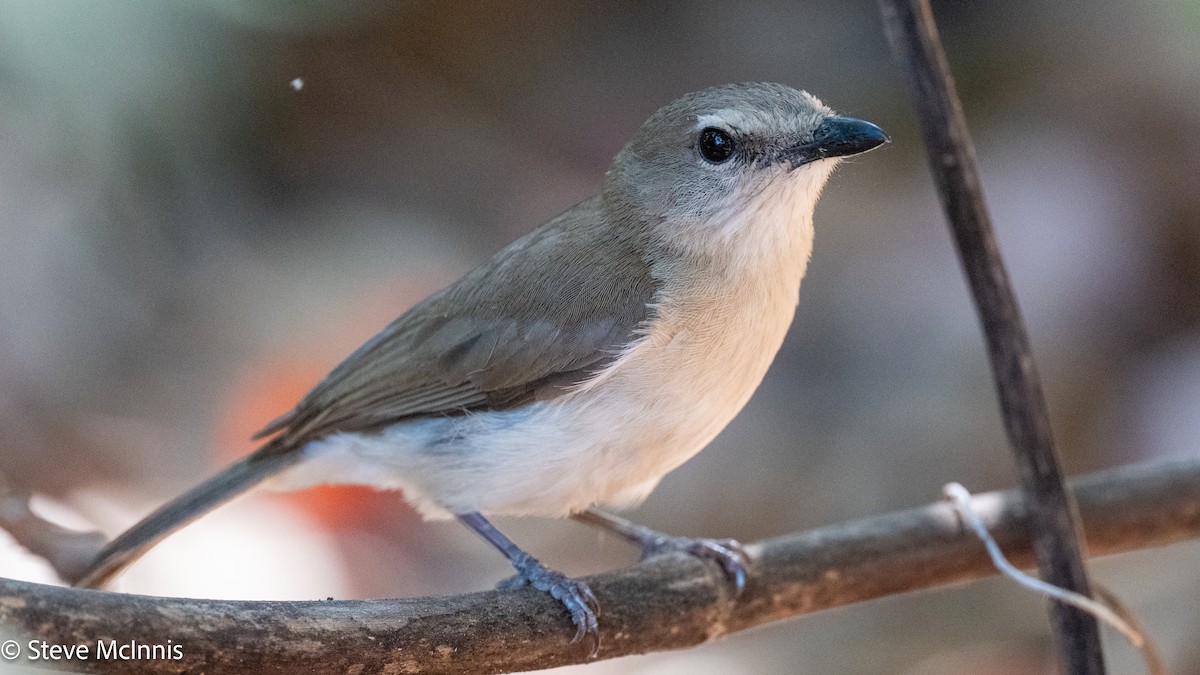 Gray Whistler - ML642118182