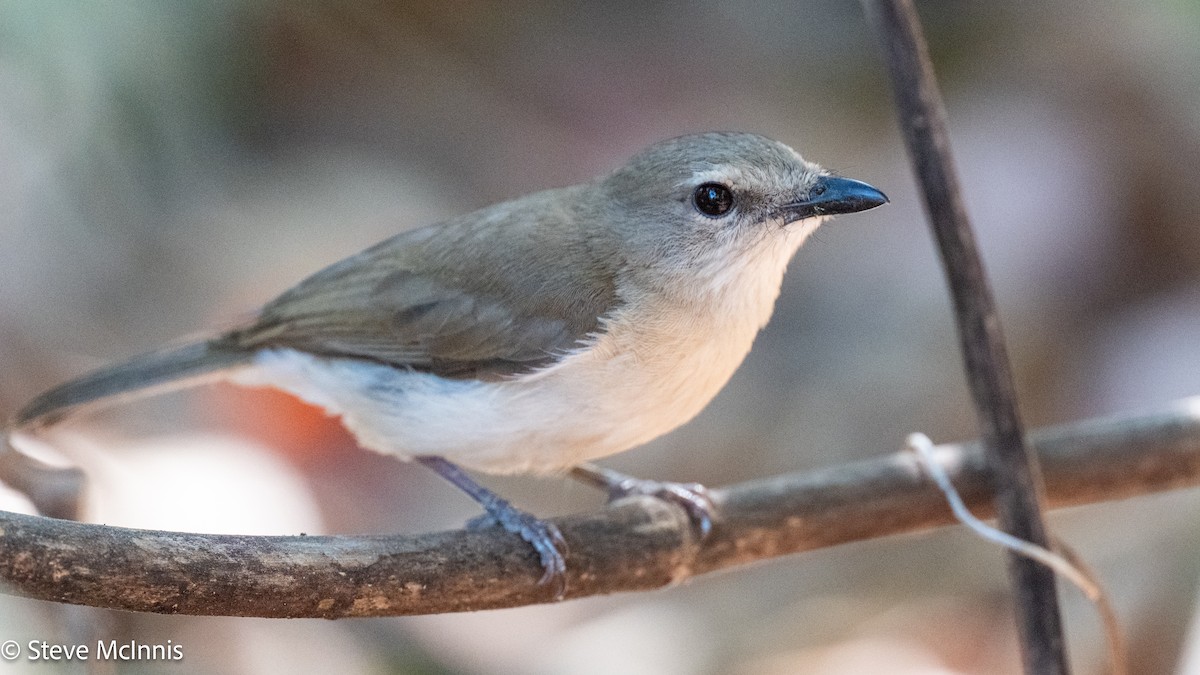 Gray Whistler - ML642118183