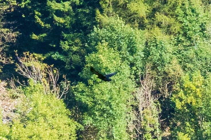 Common Raven - ML642118187