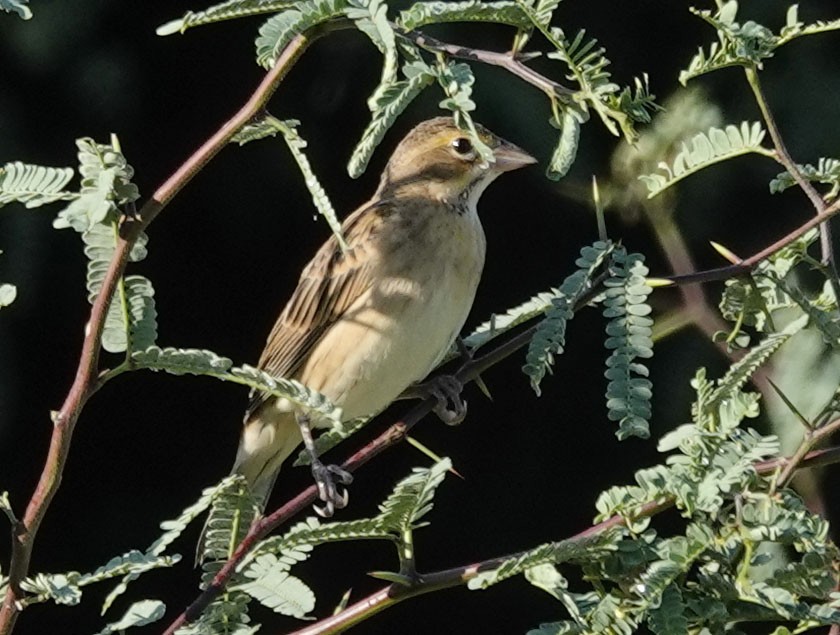 Dickcissel - ML642118189