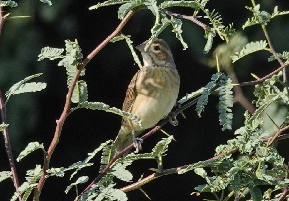 Dickcissel - ML642118192