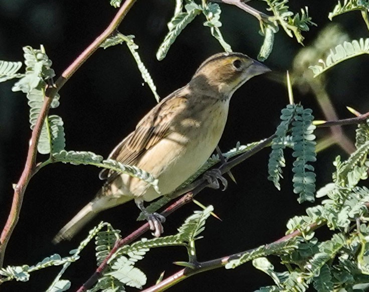 Dickcissel - ML642118193