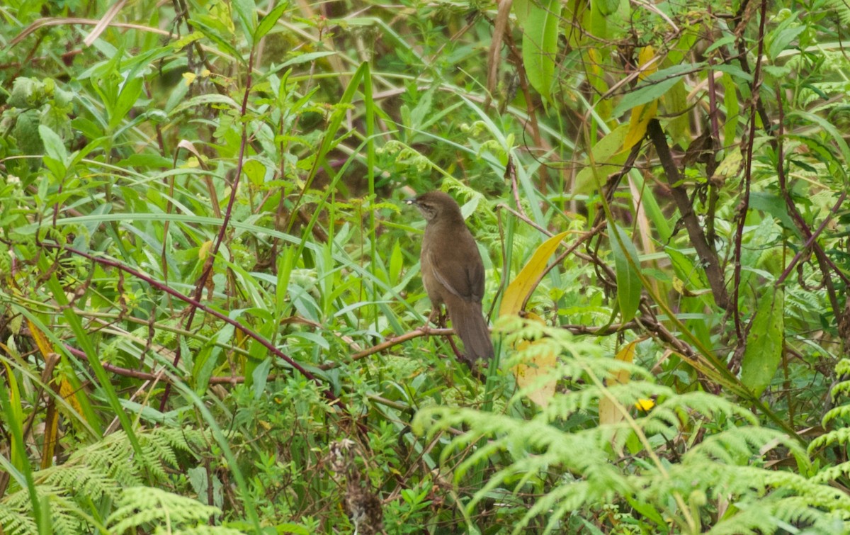 Grauer's Swamp Warbler - ML642118195
