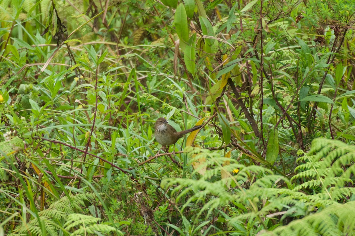 Grauer's Swamp Warbler - ML642118198