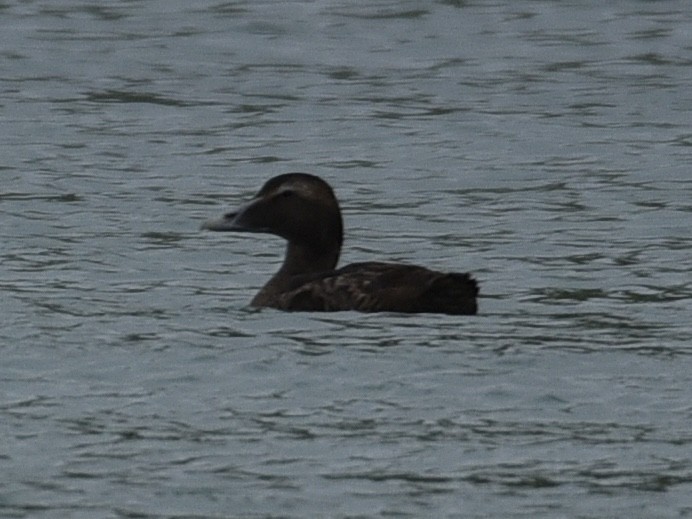 Common Eider - ML642118208