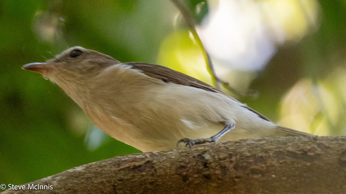 Arafura Shrikethrush - ML642118214