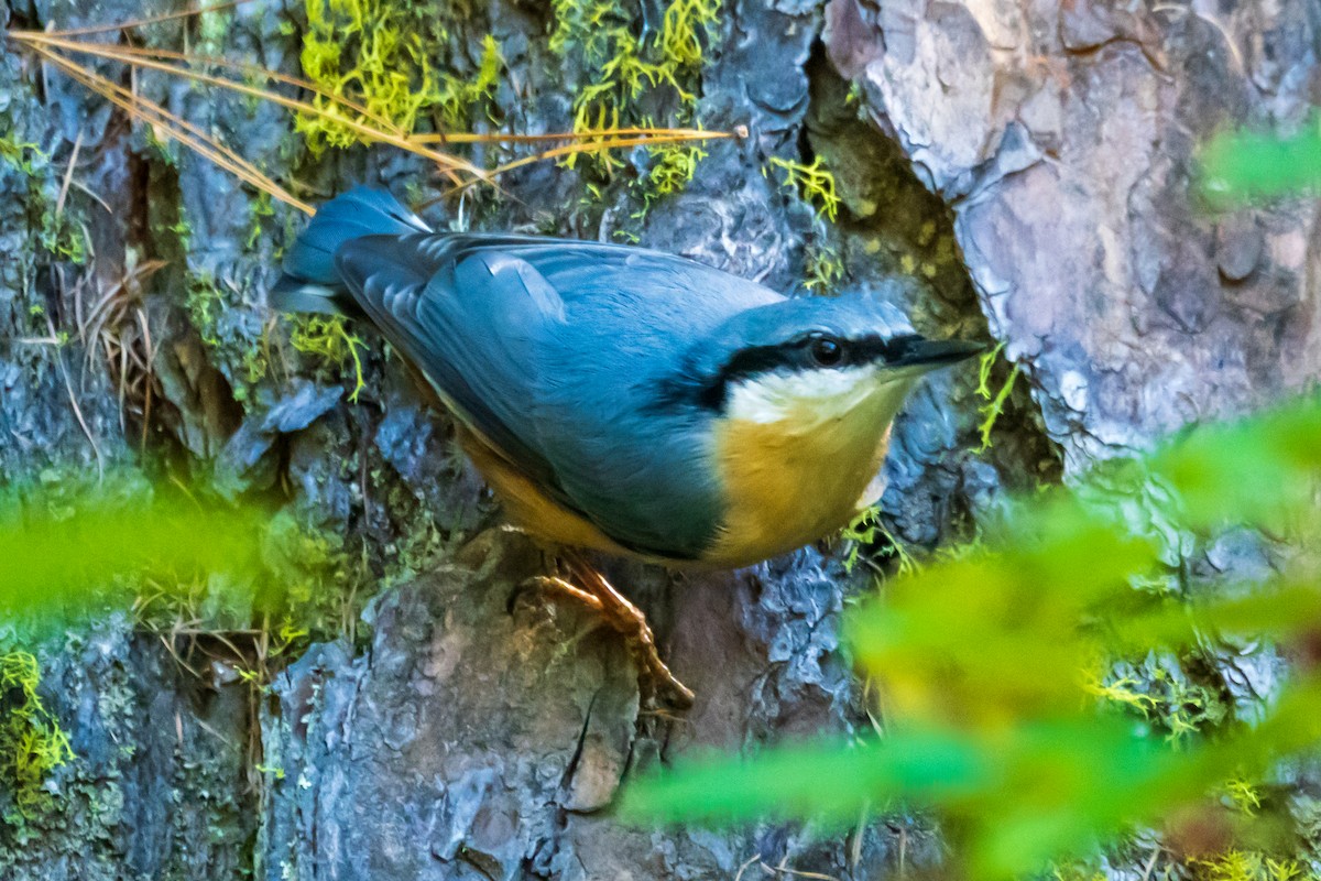 Eurasian Nuthatch - ML642118215