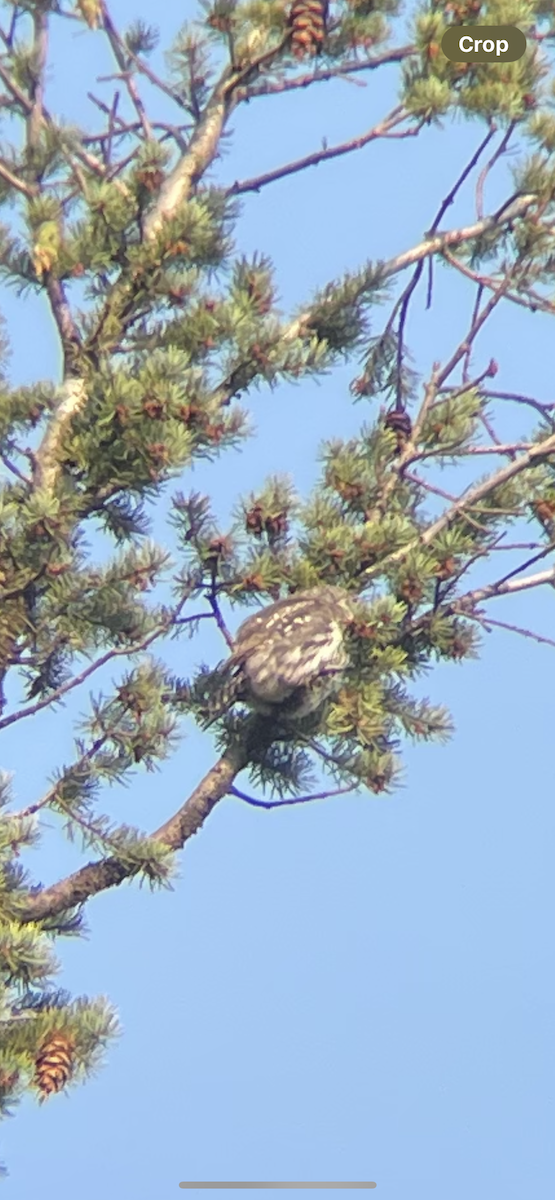 Northern Pygmy-Owl - ML642118217