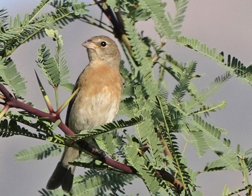Lazuli Bunting - ML642118221