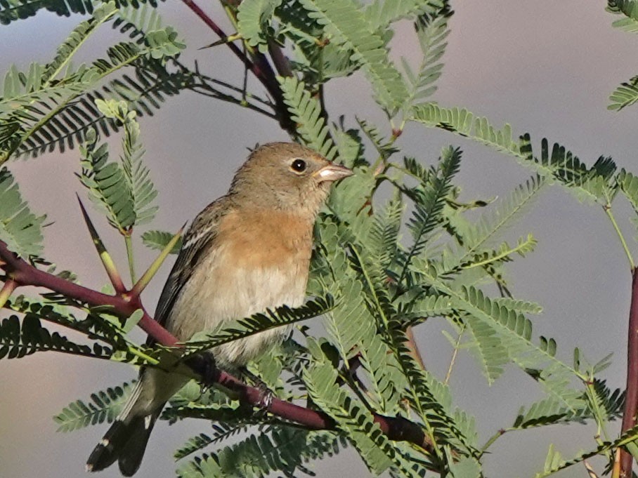 Lazuli Bunting - ML642118222