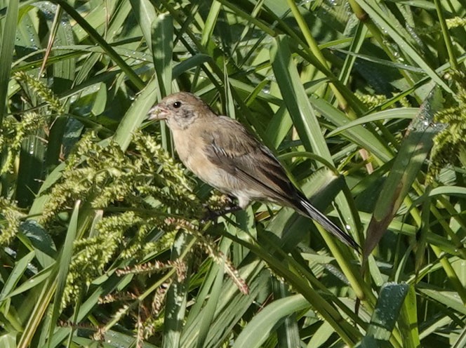 Lazuli Bunting - ML642118234