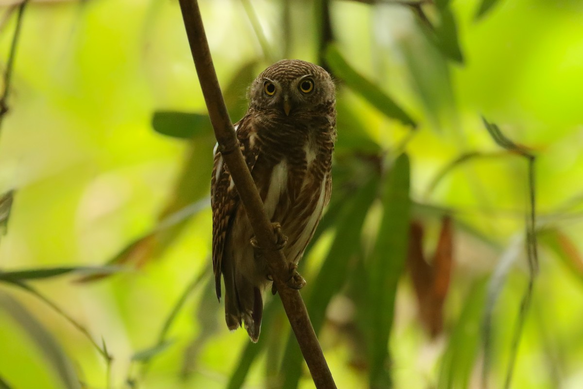 Asian Barred Owlet - ML642118237