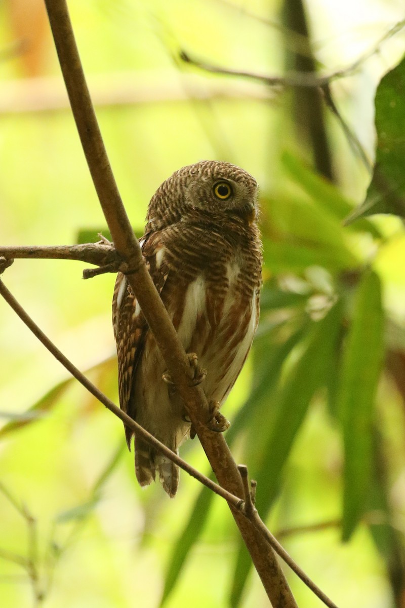 Asian Barred Owlet - ML642118238