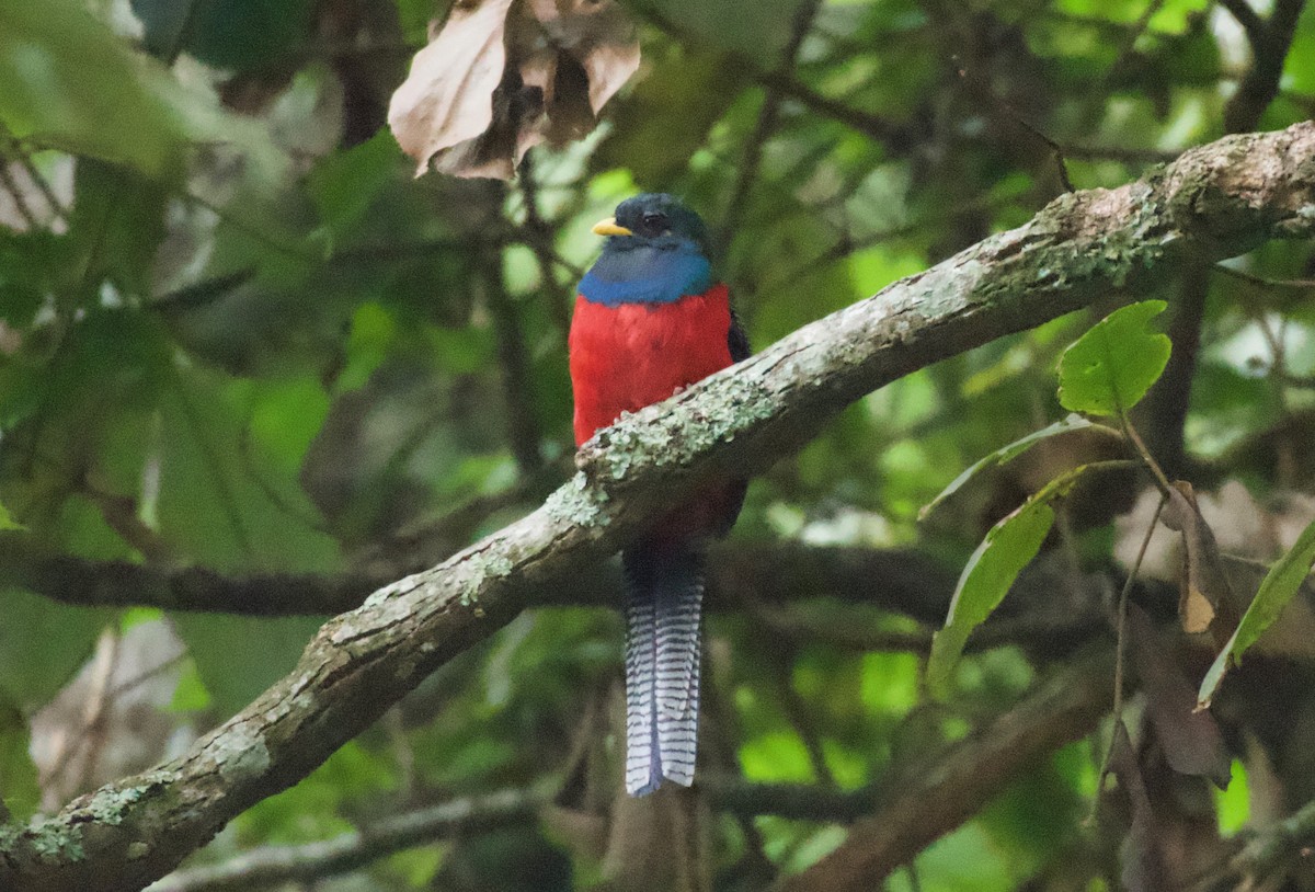 Bar-tailed Trogon - ML642118241