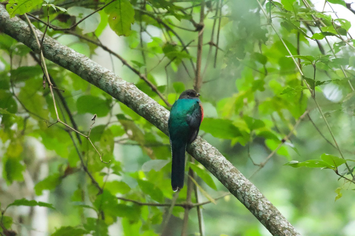 Bar-tailed Trogon - ML642118242