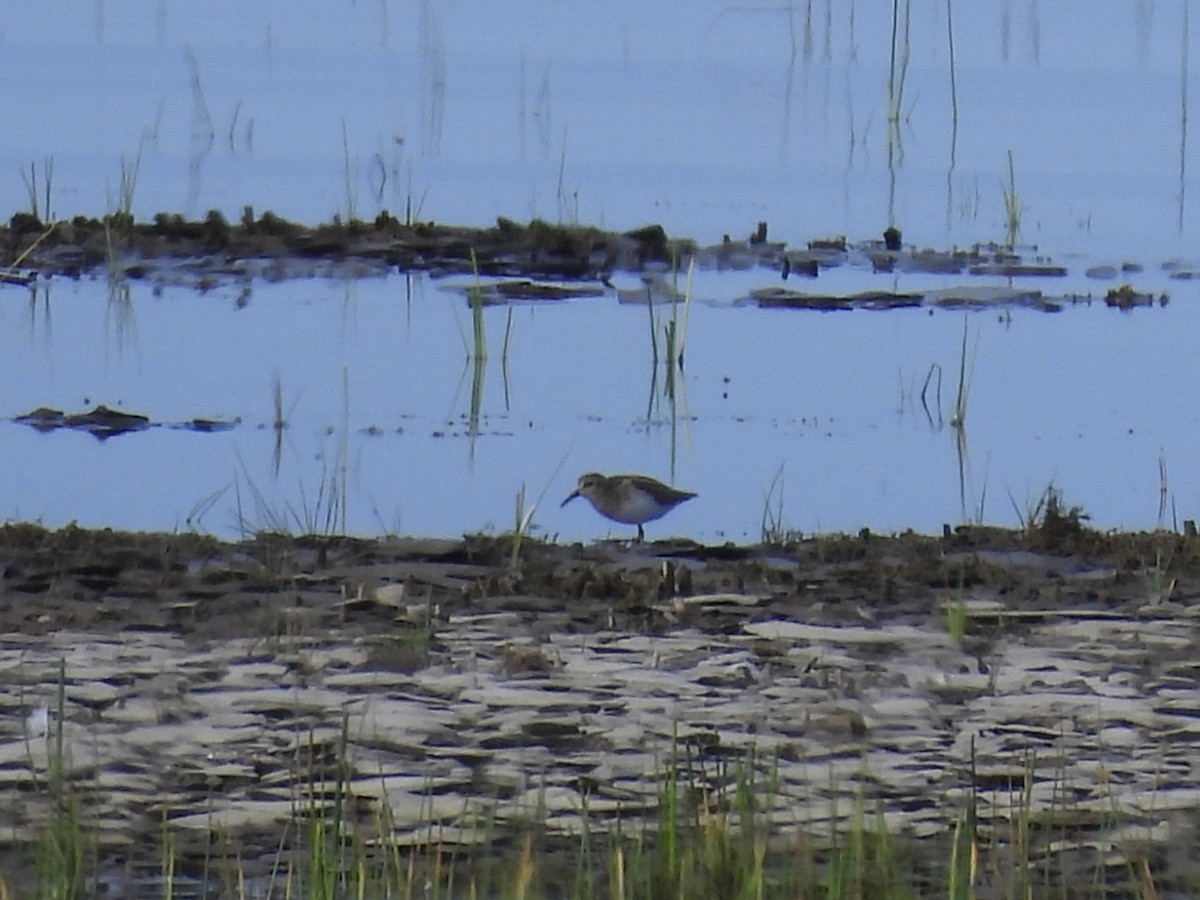 Baird's Sandpiper - ML642118276