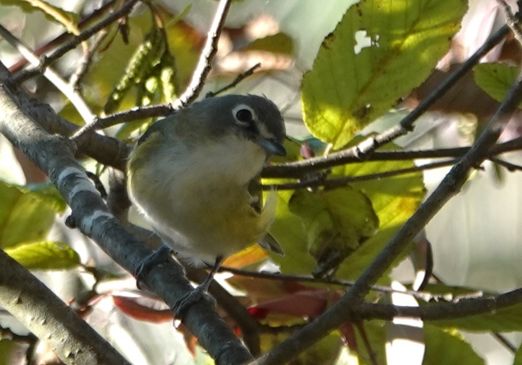 Blue-headed Vireo - ML642118281