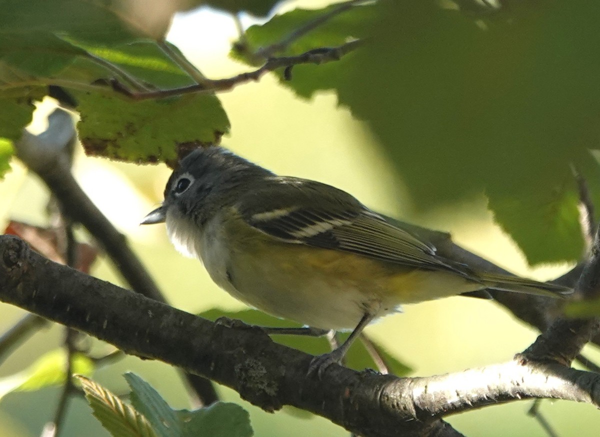 Blue-headed Vireo - ML642118284