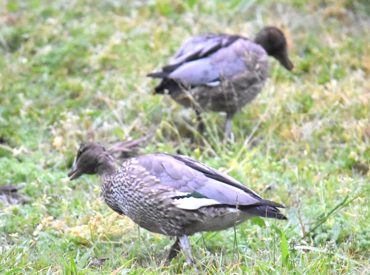 Maned Duck - ML642118287