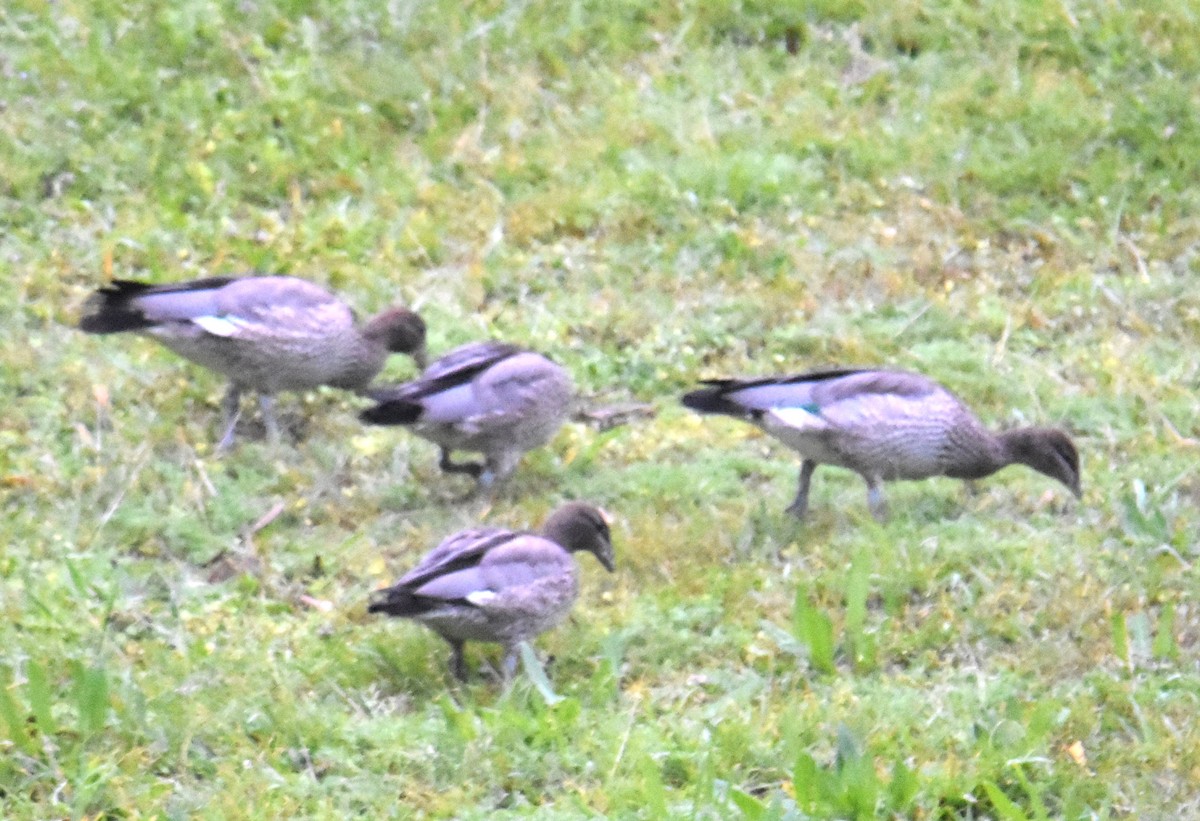 Maned Duck - ML642118288