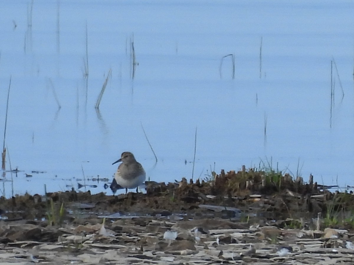 Pectoral Sandpiper - ML642118293