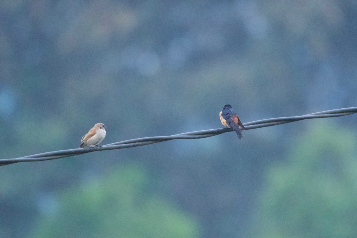 African Red-rumped Swallow - ML642118305