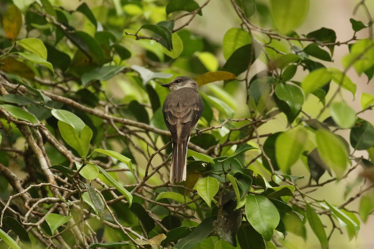 Brown-rumped Minivet - ML642118306