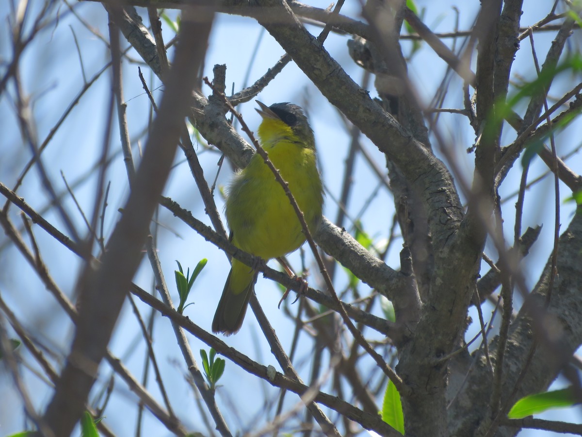Paruline voilée - ML642118317