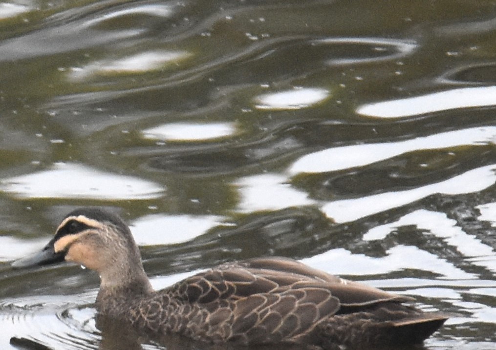 Pacific Black Duck - ML642118318