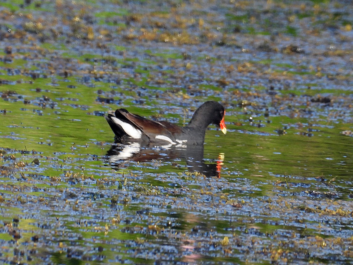 Common Gallinule - ML642118321