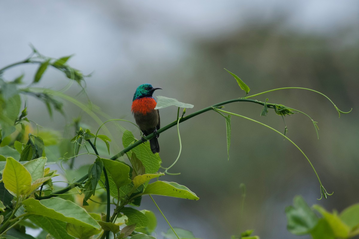 Northern Double-collared Sunbird - ML642118322