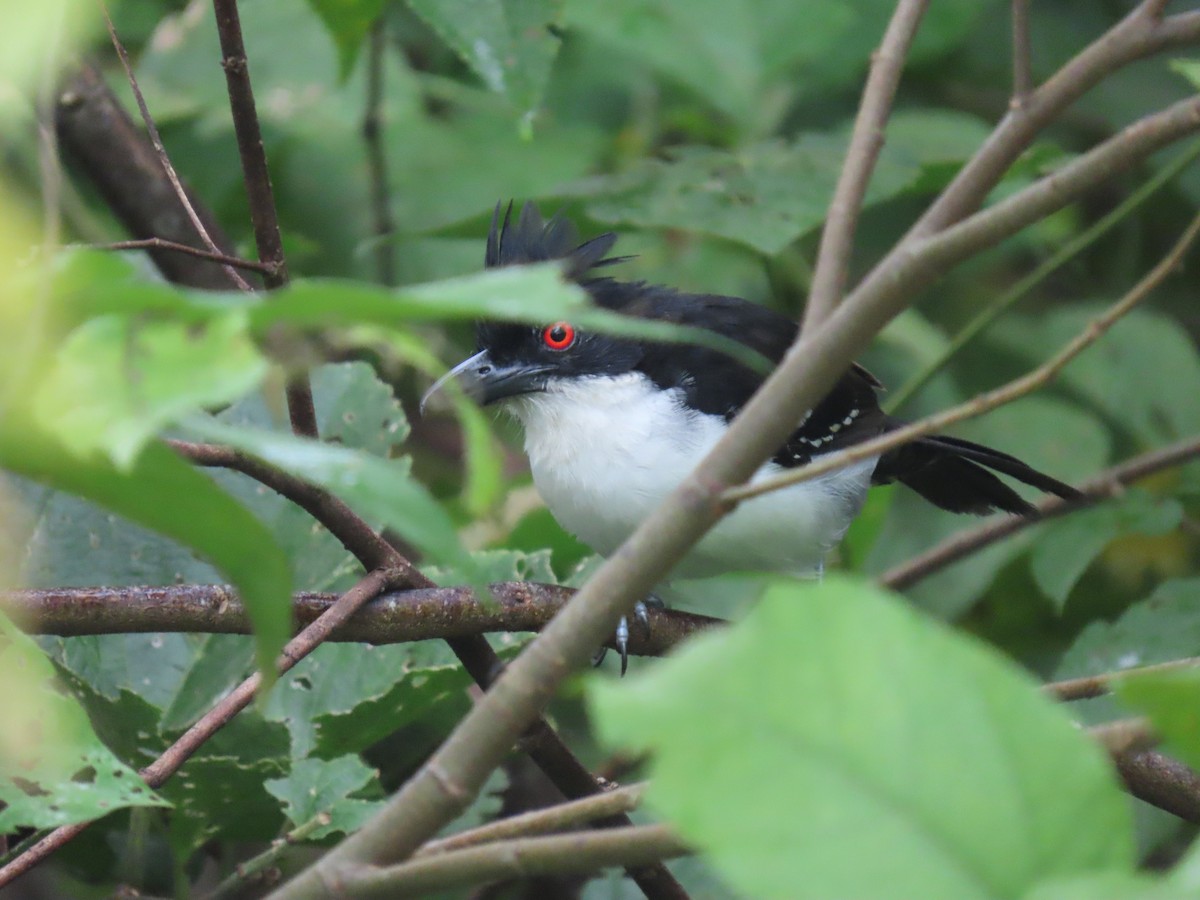 Great Antshrike - ML642118325
