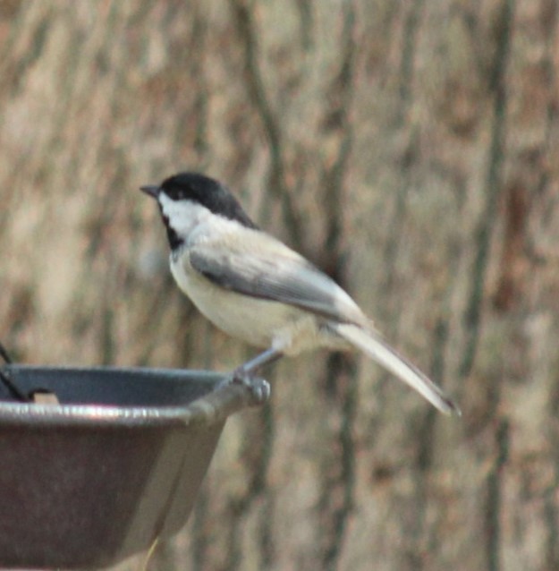 Carolina Chickadee - ML642118331