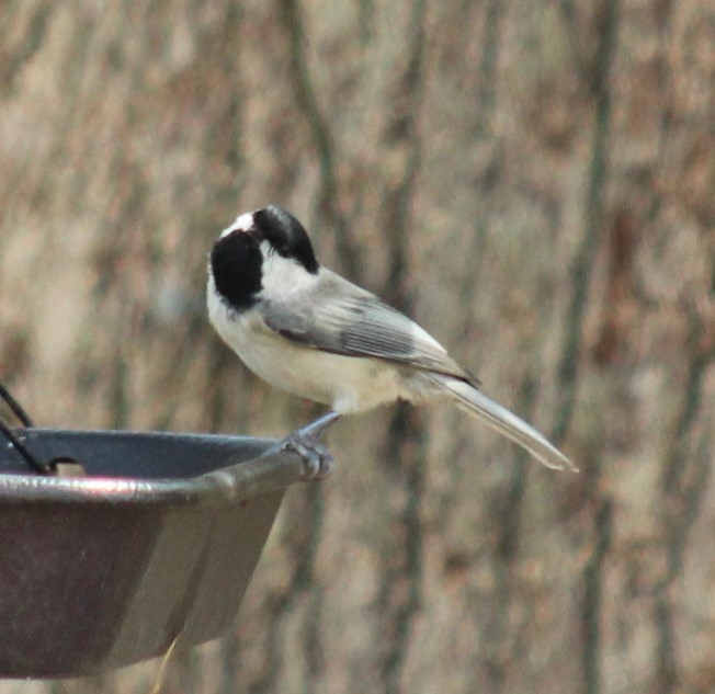 Carolina Chickadee - ML642118332
