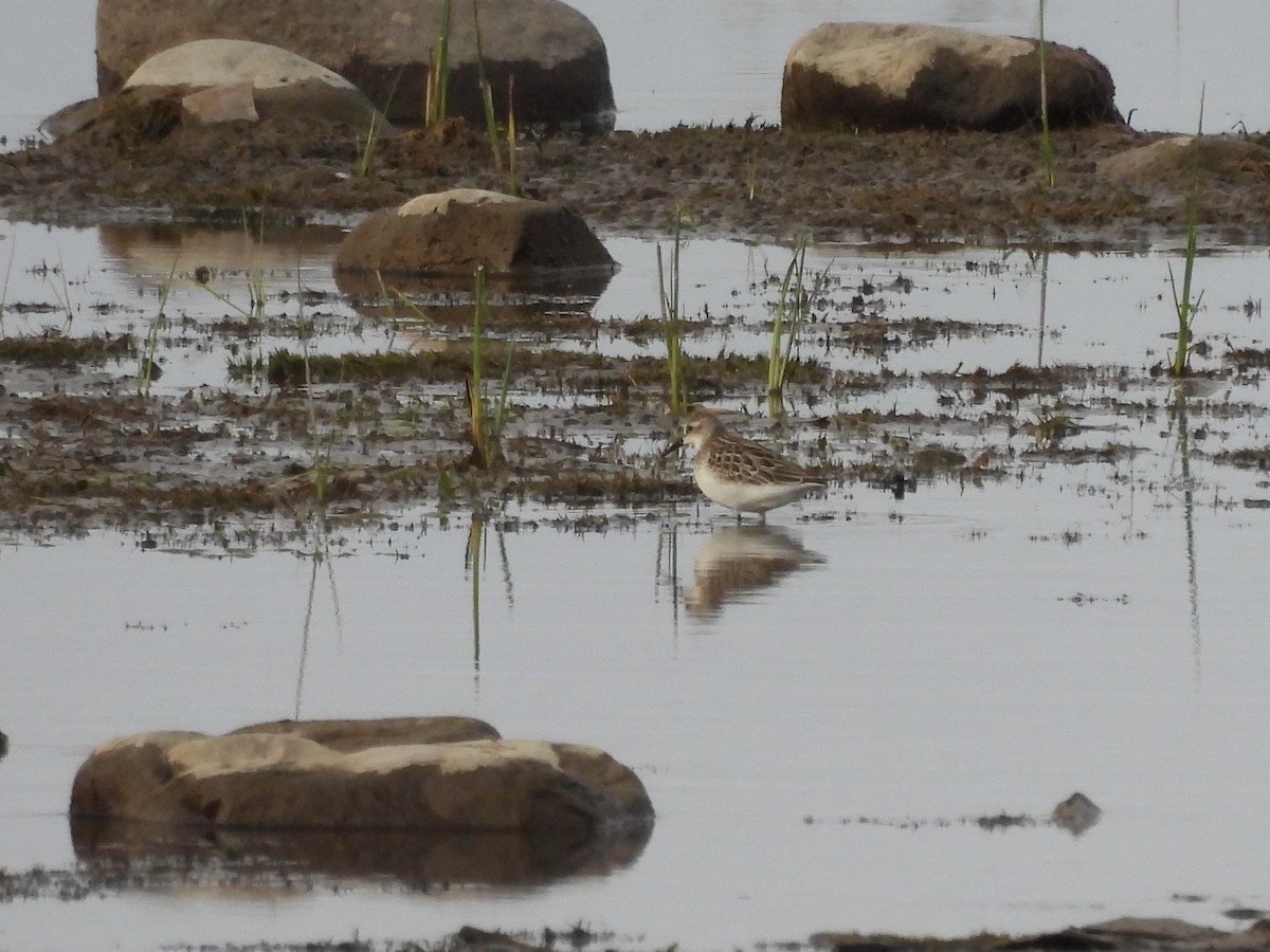 Sandstrandläufer - ML642118334