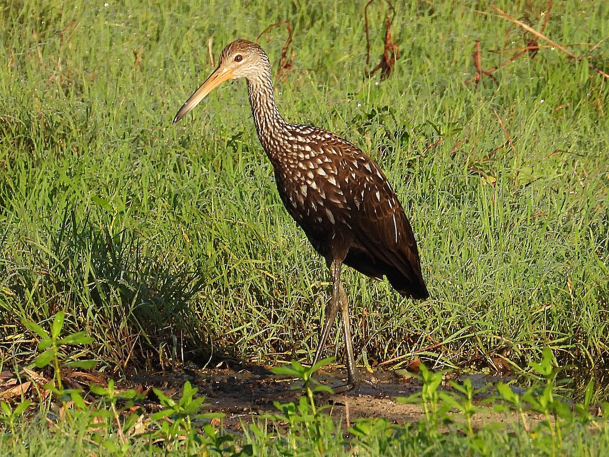 Limpkin - ML642118339