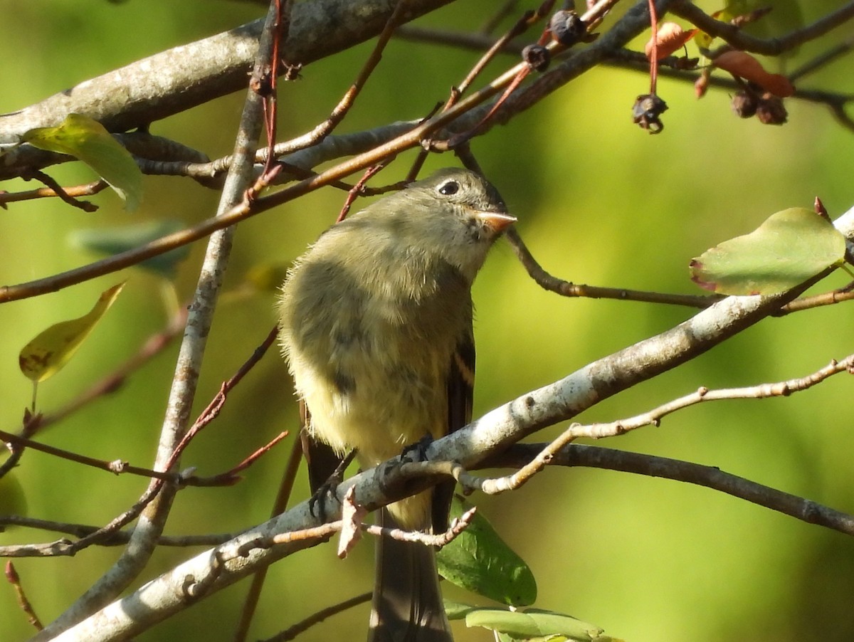 Hammond's Flycatcher - ML642118345