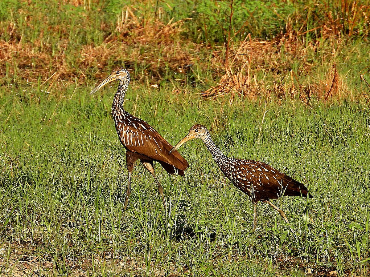 Limpkin - ML642118346