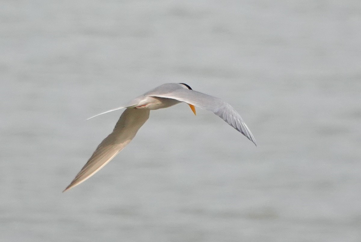 River Tern - ML642118347