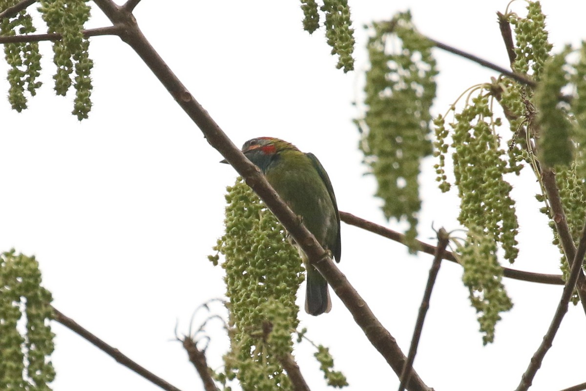 Blue-eared Barbet - ML642118349