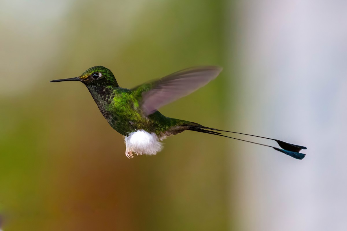 White-booted Racket-tail - ML642118375