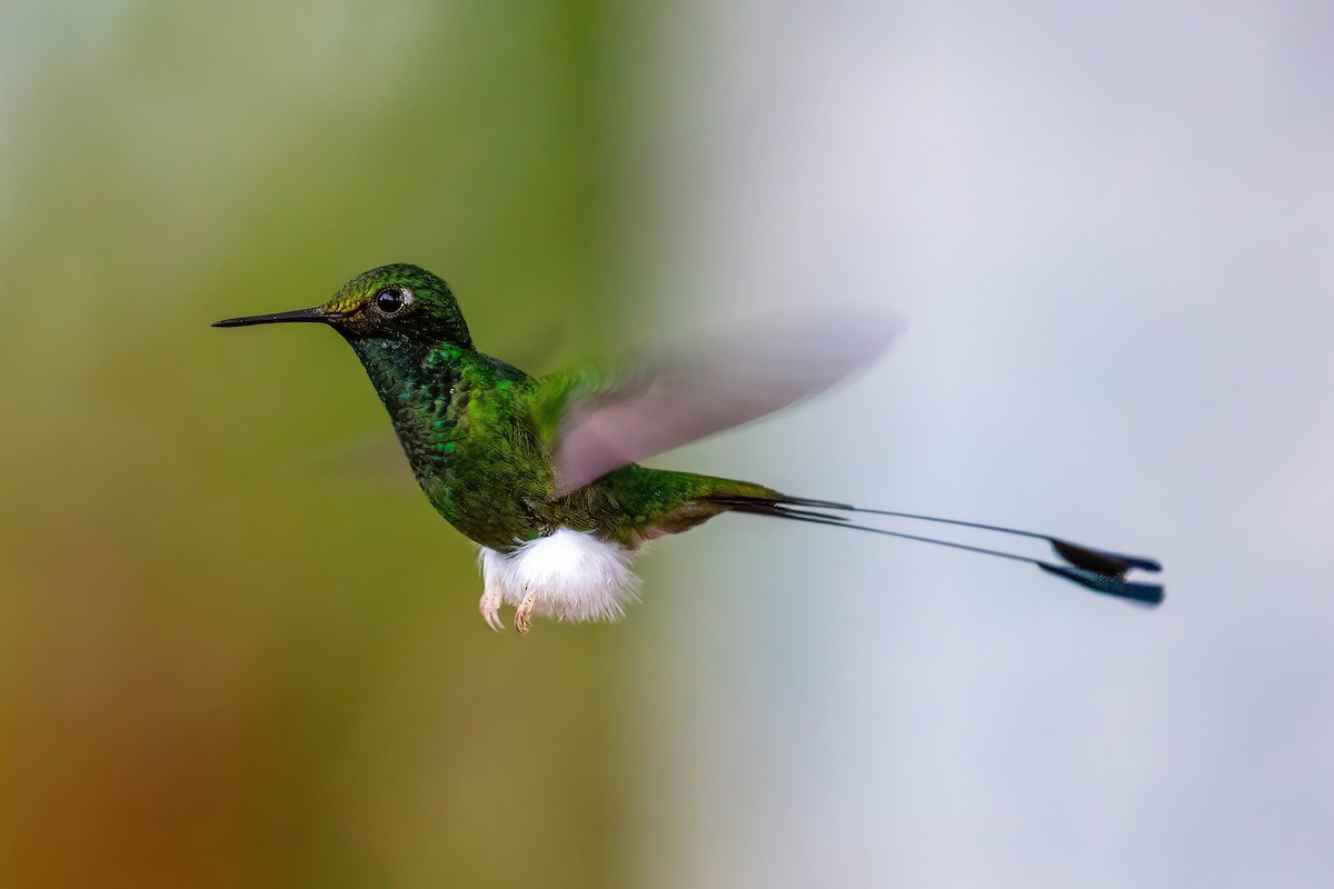 White-booted Racket-tail - ML642118376