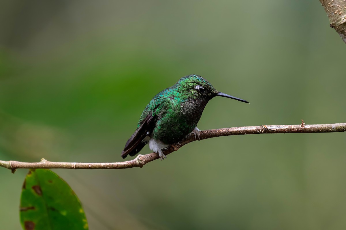 vimpelkolibri - ML642118377