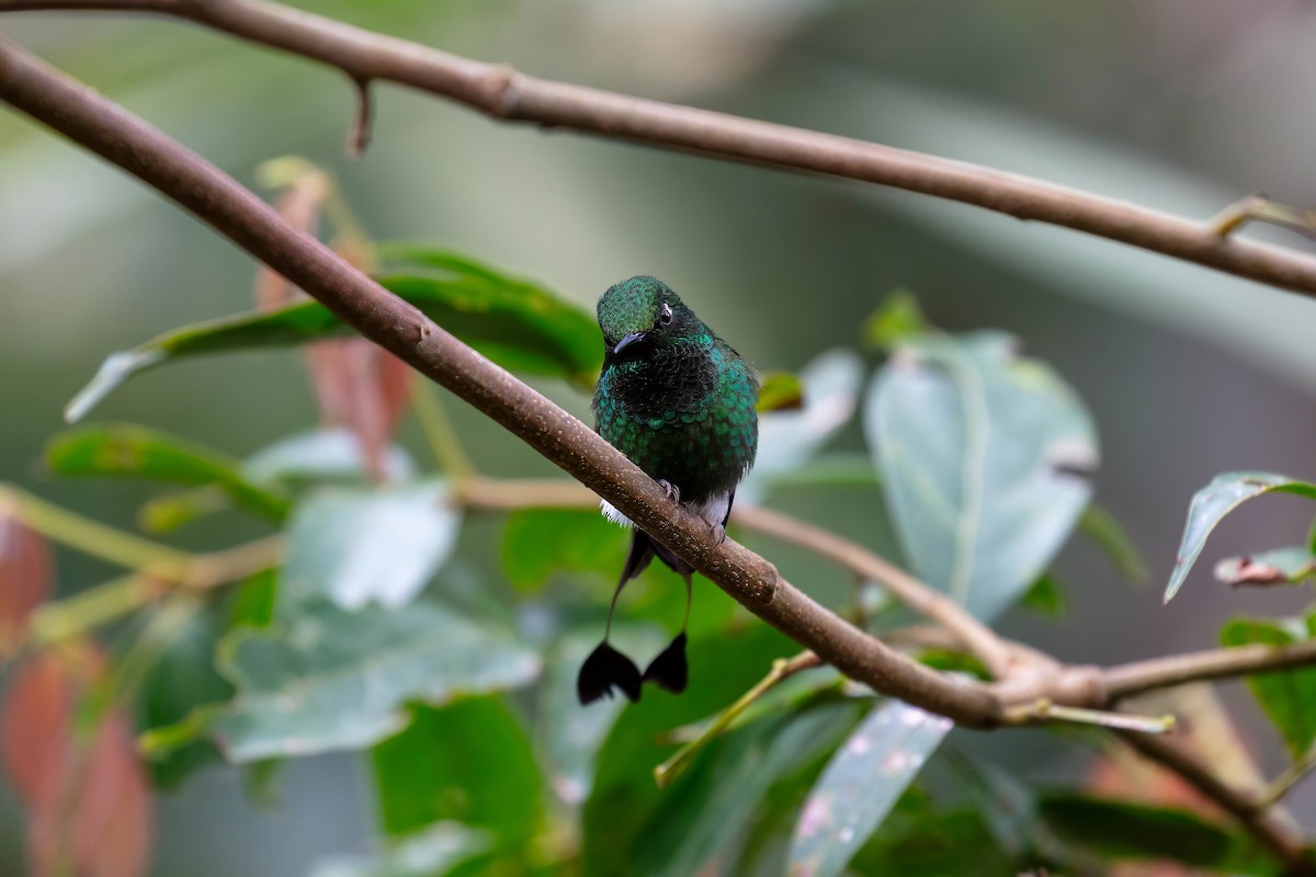 White-booted Racket-tail - ML642118378