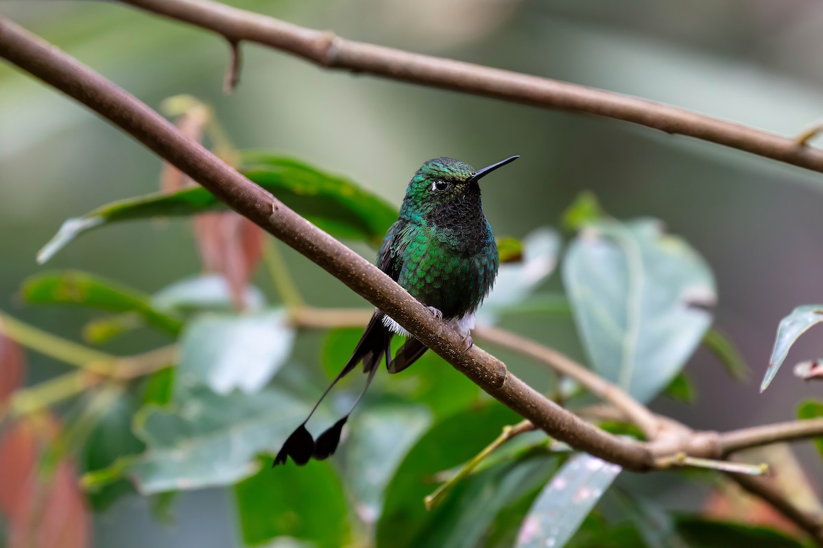 White-booted Racket-tail - ML642118379