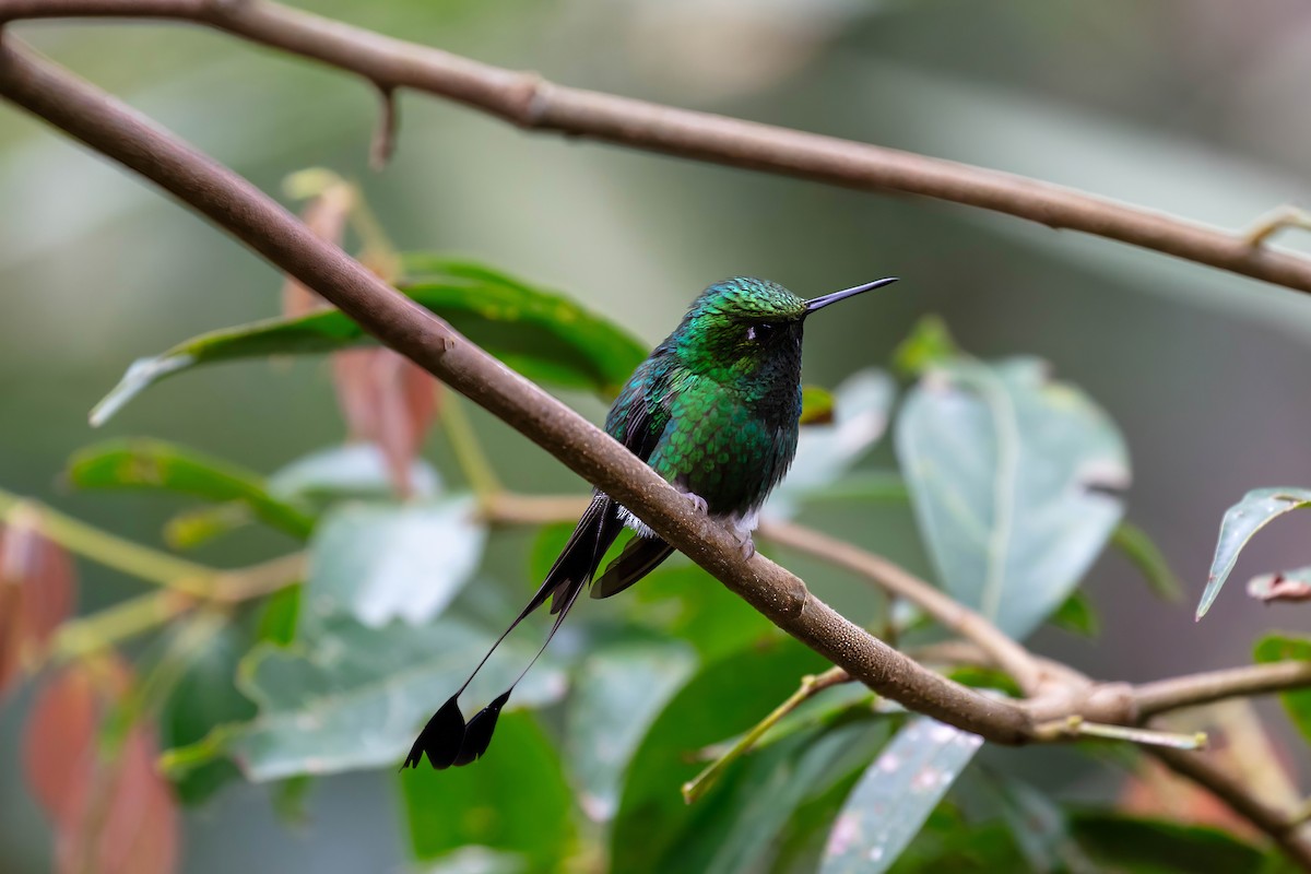 vimpelkolibri - ML642118381
