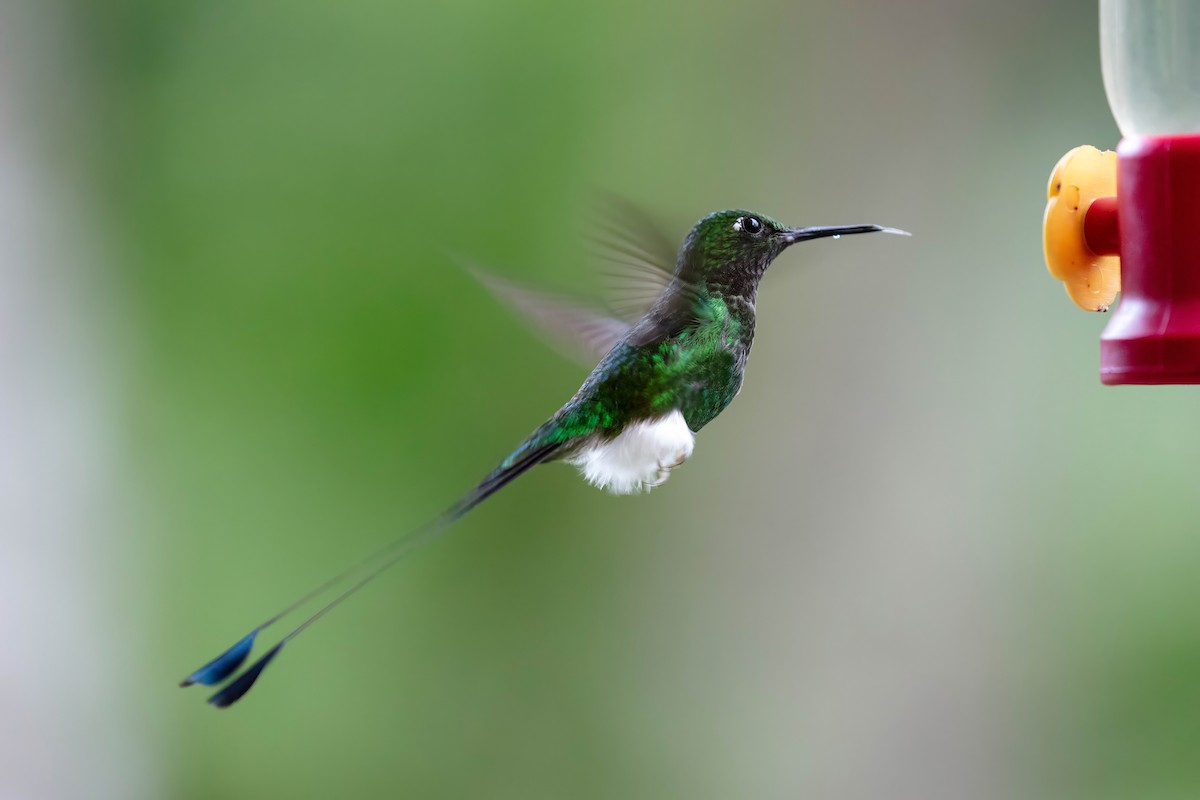 vimpelkolibri - ML642118382