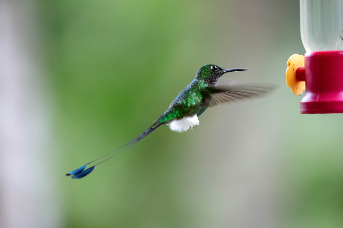 White-booted Racket-tail - ML642118383