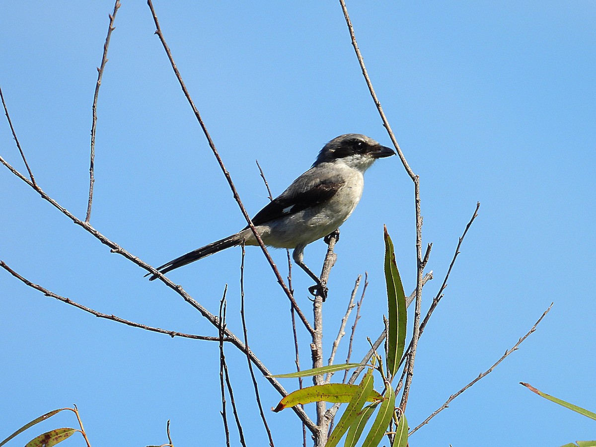 Loggerhead Shrike - ML642118409