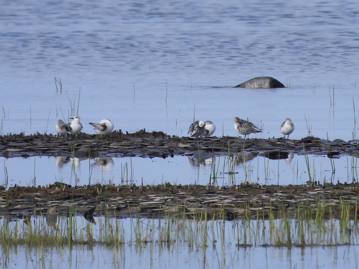 Sanderling - ML642118417